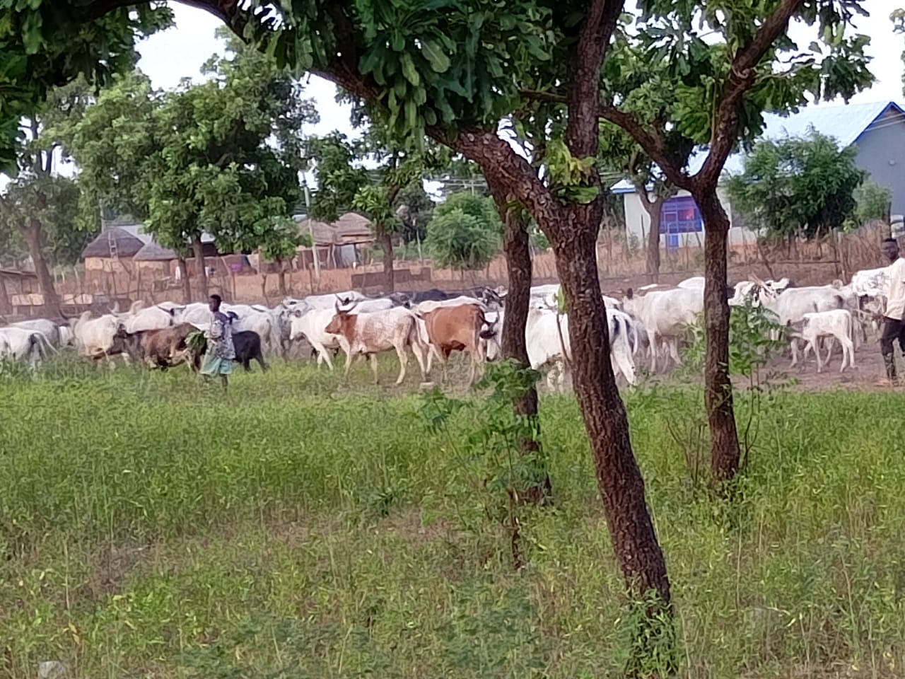 Veterinary doctor administering vaccines to cattle during the Gombe livestock vaccination campaign.